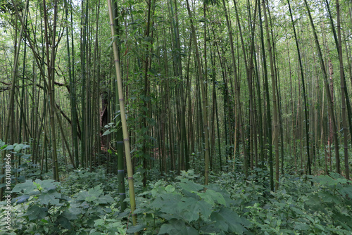 Mystical Bamboo Pathway in Morning Mist