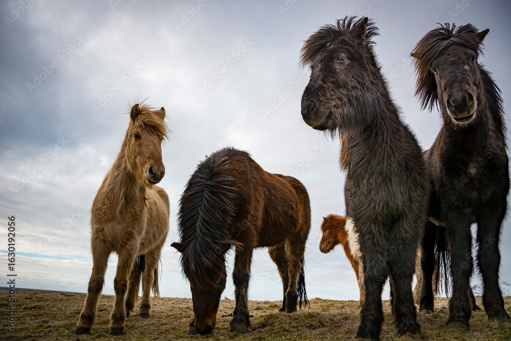 Fototapeta premium Group of Icelandic Horses Observing