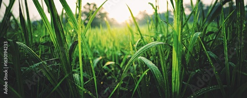 Panel kuchenny z motywem Close-up view of dewy grass blades at sunrise