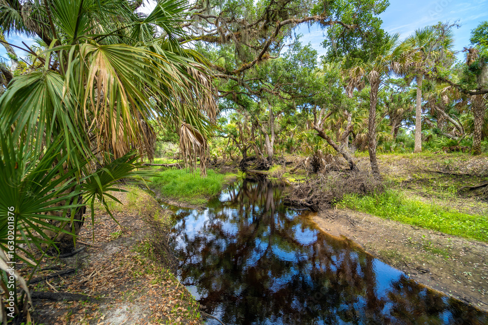 Obraz premium Wetlands wild tropical nature with dense green rainforest. Florida jungles