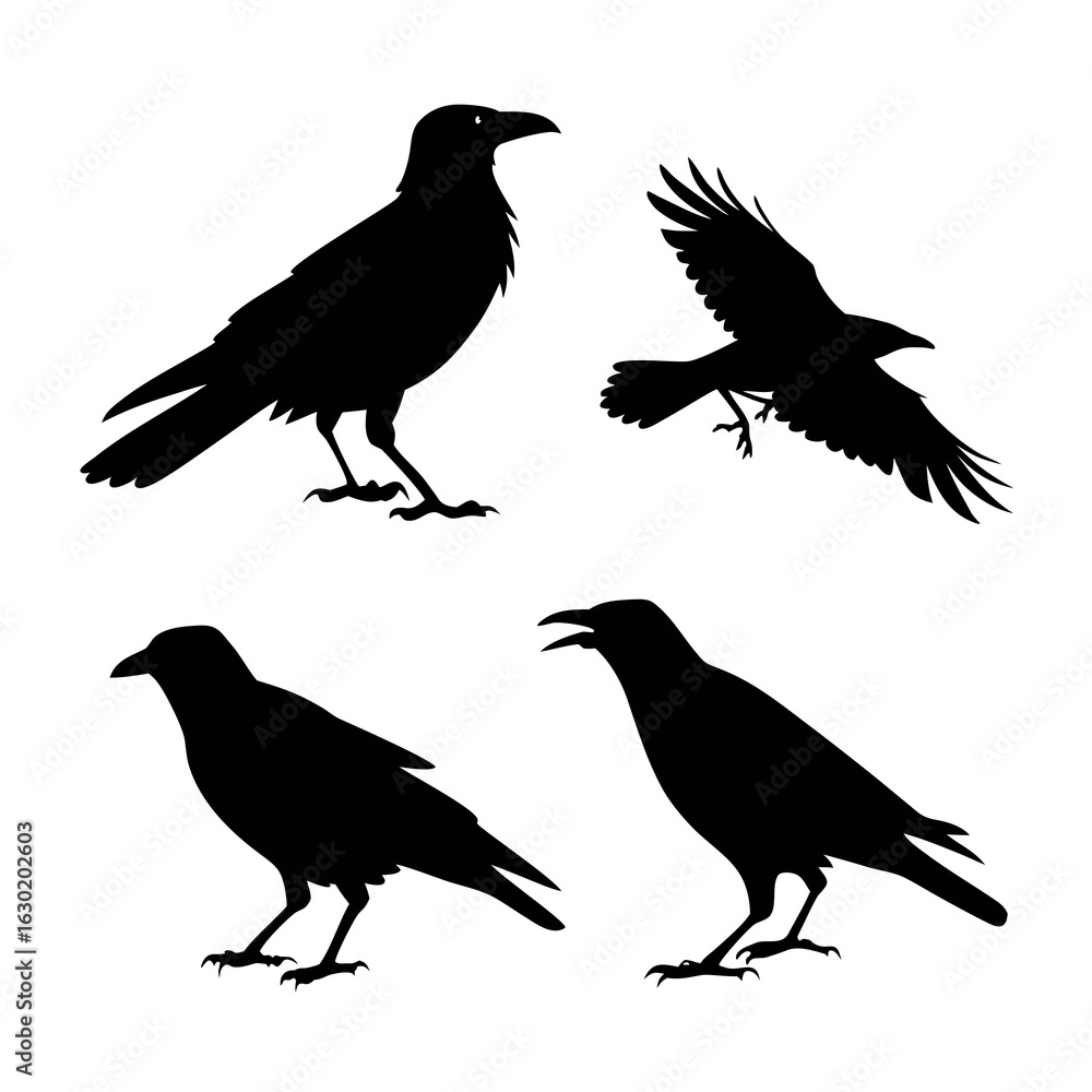 Fototapeta premium Crow Silhouettes Set, Featuring Various Poses and Wing Positions. Black Bird Illustration