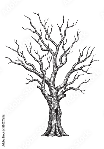 dry tree engraving vector illustration