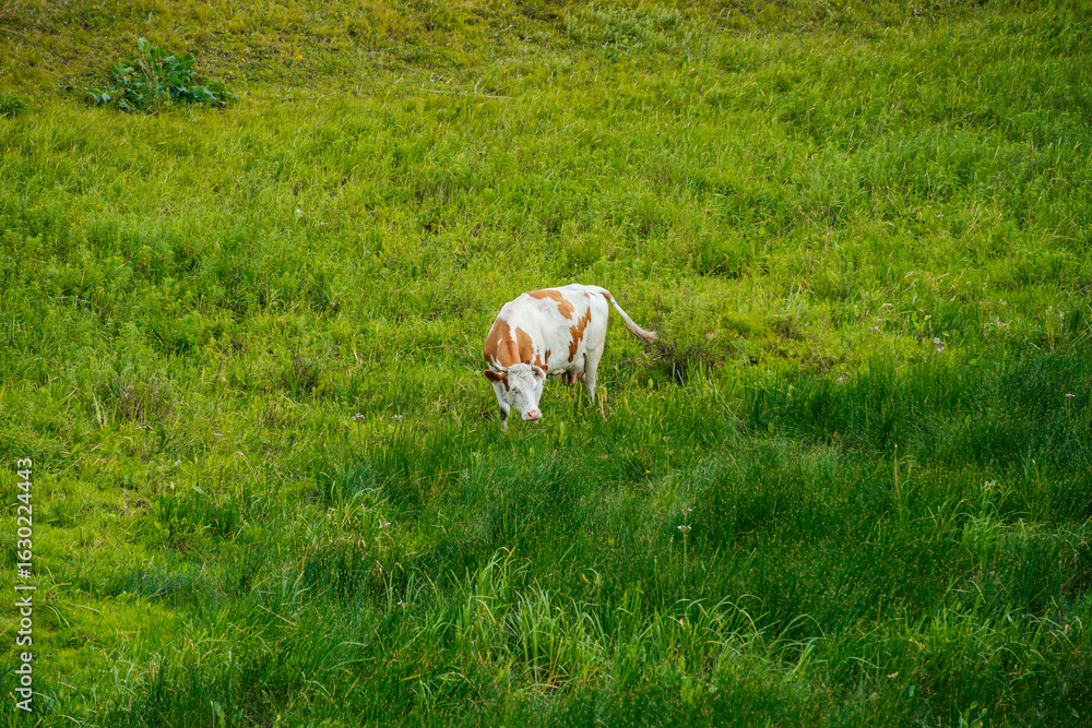 Obraz premium cows graze in a green field
