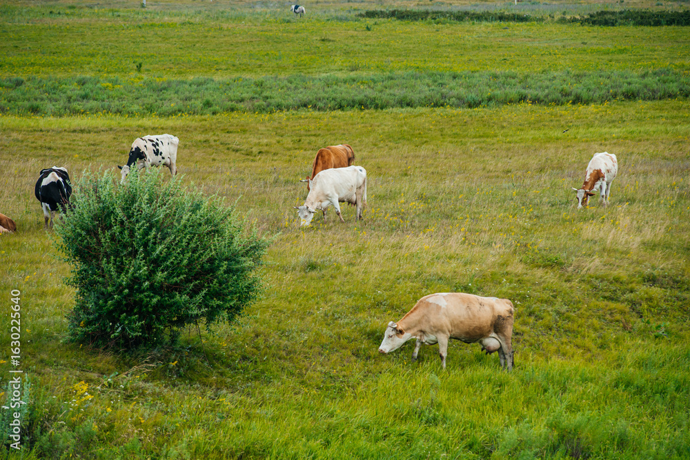 Fototapeta premium cows graze in a green field