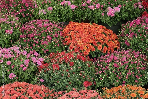Fall Flowers 