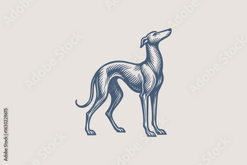 Greyhound dog engraving style vector illustration