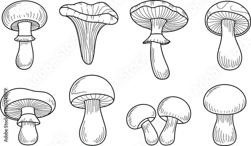 Collection of hand drawn botanical illustrations of various mushroom species
