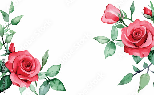 Watercoloured roses drawing on white background