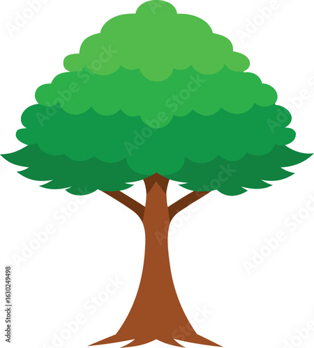 Casuarina tree isolated on white background, tropical evergreen tree, natural foliage, detailed botanical plant, outdoor greenery, nature photography, tropical landscape, high resolution
