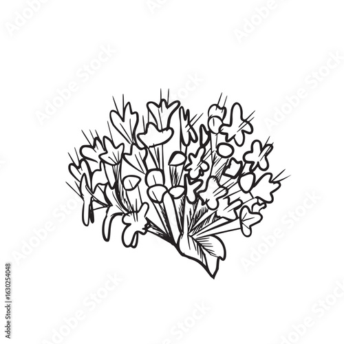 Oregano flower vector illustration. Marjoram inflorescence graphic illustration. Hand drawn black and white sketch of aromatic culinary and medicinal herb. For product packaging, kitchen designs