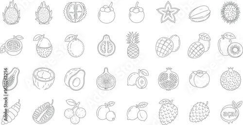 Collection of tropical and exotic fruit line art set of healthy food, sweet nutrition, and organic ingredient for vegetarian diet and refreshment