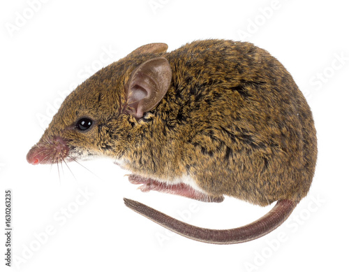 Photos Iberian shrew isolated on a white background, a small mammal