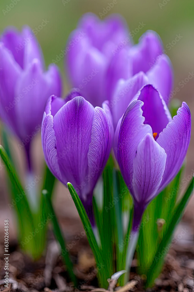 Naklejka premium Purple crocus flowers in spring.created with the help of artificial intelligence.