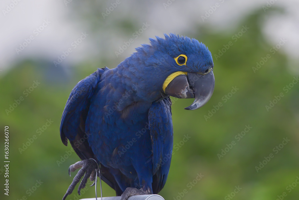 Obraz premium Close up of a macaw parrot