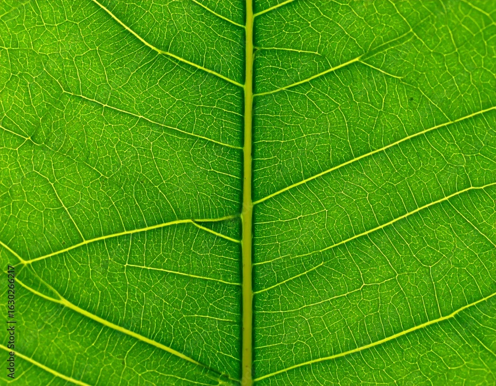 Obraz premium Close-up view of a vibrant green leaf's veins