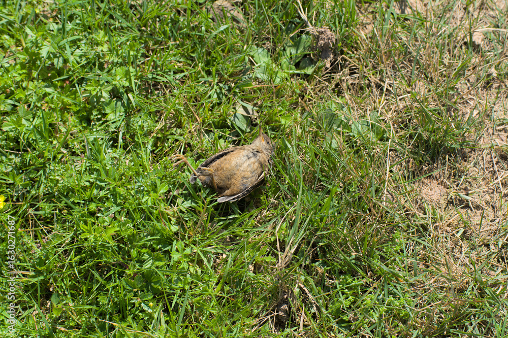 Fototapeta premium bird dead on land and grass in Cueto Cordel landscape - Capture serenity in Cueto Cordels lush landscape. A small bird rests upon a weathered grey rock, amidst green hills and shadowy tranquility.