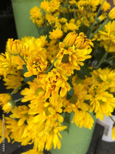 Beautiful bright yellow chrysanthemum flowers blooming in a lush summer garden