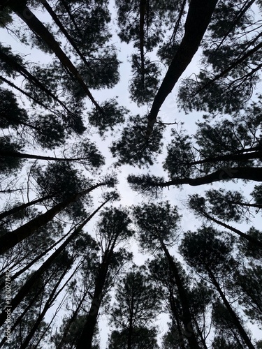 Trees in a misty pine forest with a green canopy under a blue sky