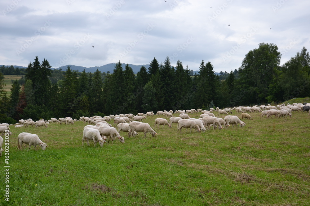 Fototapeta premium Tatras herd of sheep grazing in a mountain field. White sheep on green meadow