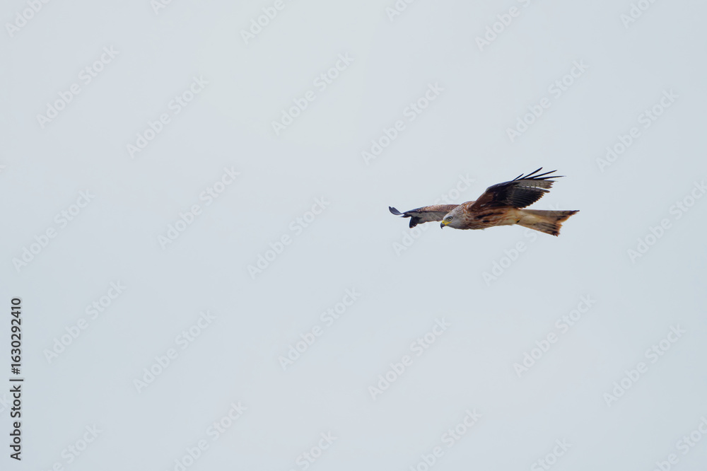 Fototapeta premium Red Kite Gliding in Clear Sky