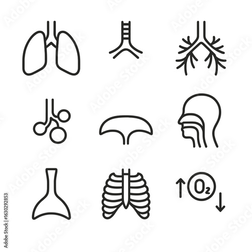 Respiratory System Icons. Outline icon set of human respiratory system: lungs, trachea, bronchi, alveoli, diaphragm, nasal cavity,