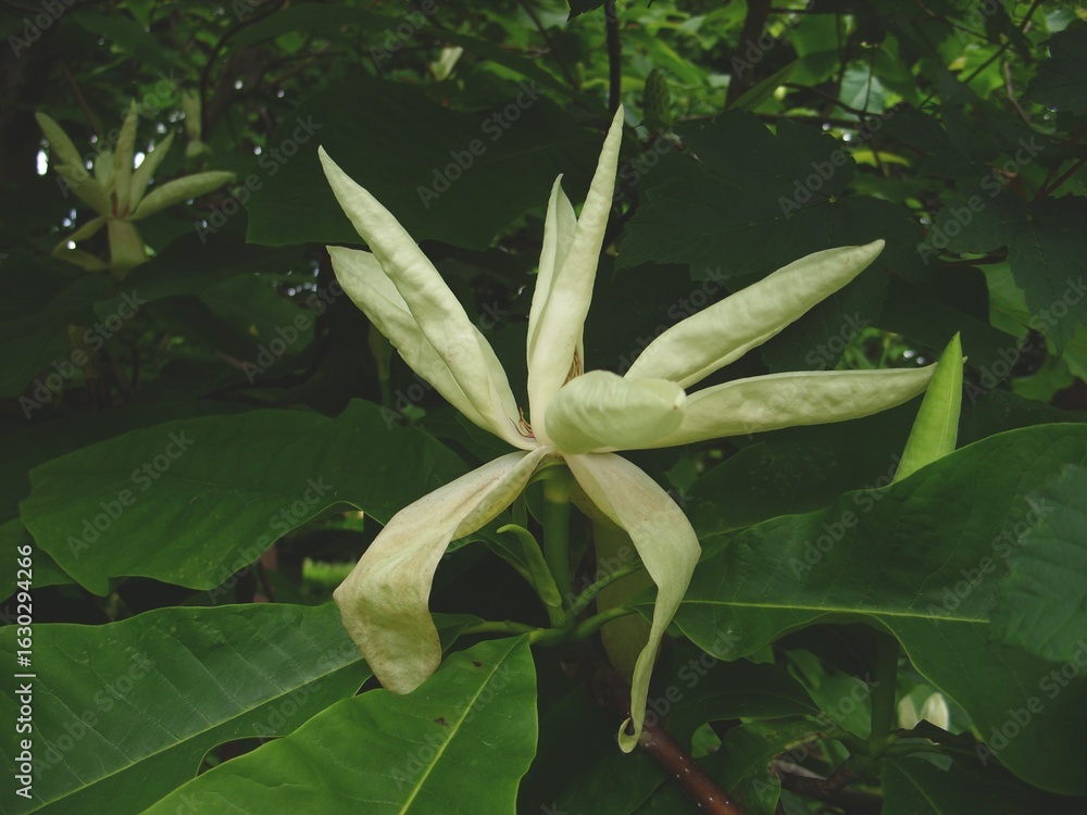 Obraz premium Magnolia after the rain in the garden