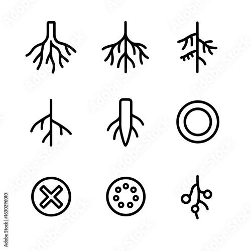 Roots Anatomy Icons. Outline icon set of roots anatomy: taproot, fibrous roots, root hairs, lateral roots, root cap, root cortex,