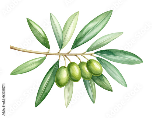 Green Olive Twig with Leaves Cutout PNG