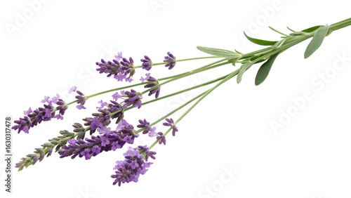 Sprig of fresh purple lavender flowers with green leaves, isolated on transparent background
