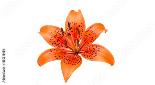 Vibrant orange tiger lily flower with dark spots blooming, isolated on a clean white background