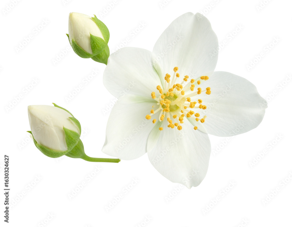 Fototapeta premium Jasmine Flower and Bud Suspended in Air, Macro Floral Study in Motion, Isolated PNG