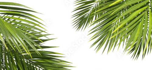 Bild auf Leinwand Holiday evergreen palm leaf seasonal on transparent backgrounds 3d render png