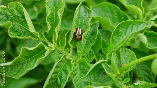 Agricultural pest Colorado potato beetle sits on potato leaves and feeds. Potato leaves moving by the blowing wind.
