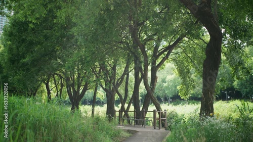 Serene Park Pathway Surrounded by Lush Green Trees — Korea, Seoul, Yangjaecheon, stream, city, people