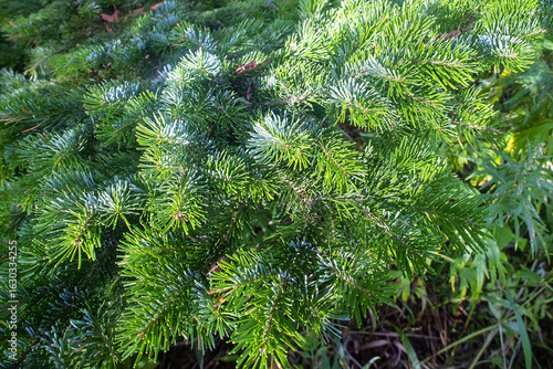 Silver fir, spruce and fir forests. (Abies). Abies sachalinensis with blue-topped needles