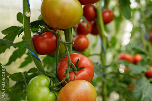 Close-up of red and green t...