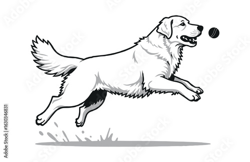 White Golden Retriever dog jumping for ball running