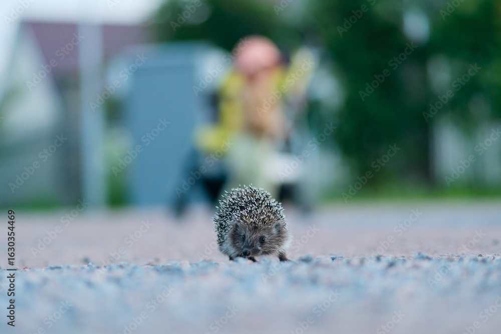 Fototapeta premium Hedgehog in the wild walking across a country path. Outdoor wildlife scene in natural habitat.