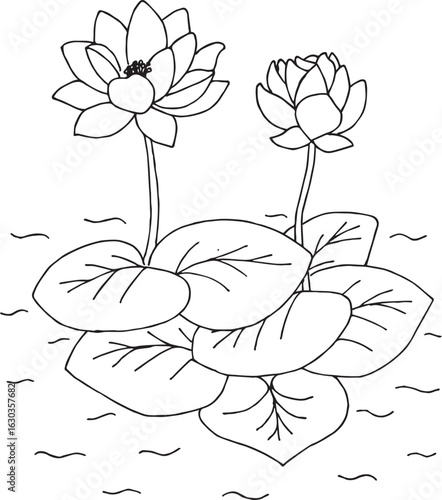 hand drawn black and white water lily flower