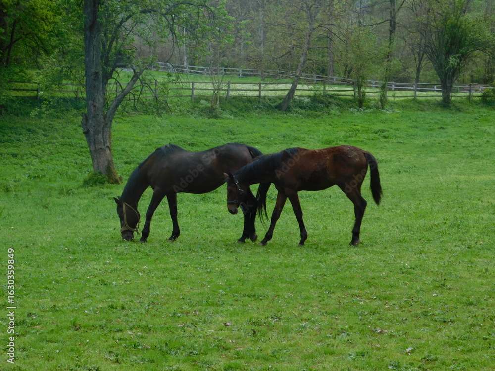 Fototapeta premium Mare and foal on the ranch 2