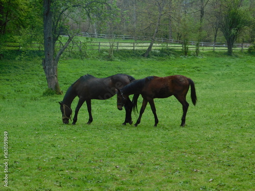 Podobny obraz