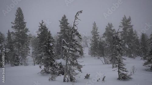 A Majestic Snowy Landscape Shrouded in Foggy Winter Weather, Evoking a Sense of Wonder