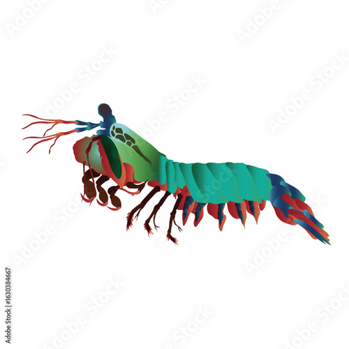 Mantis shrimps sea mantises colored illustration on white. Top most popular shellfish and crustaceans. Vector EPS 10. 3d. For any platform action promotion and advertising mockup. For your project