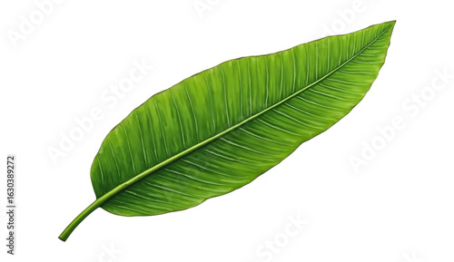 Green Banana Leaf PNG Tropical Leaf Isolated on White Background