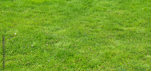 Freshly cut green grass lawn outside pattern background