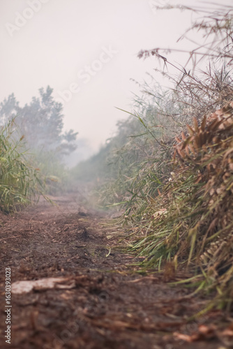 Peatland fires in Kalimantan occur almost every dry season, spreading haze across regions and severely disrupting public activities, air quality, and even flights in affected areas.