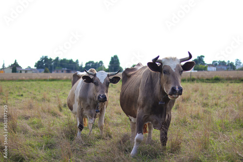 Wallpaper Mural Two Cows Grazing in a Sunny Field Torontodigital.ca
