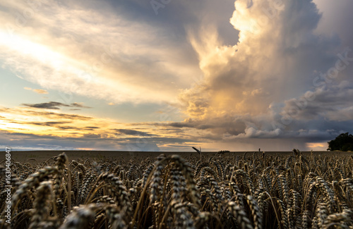 Dramatischer Sonnenuntergang über einem Gerstsenfeld