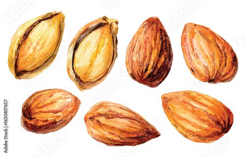 Watercolor Almonds Collection Detailed Illustration: Realistic Nuts Isolated on Transparent Background for Healthy Food Designs and Culinary Projects.