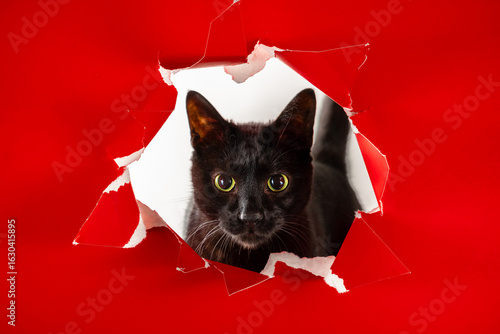 Foto Adorable black pussy cat looking directly at camera wide eyes and attentive